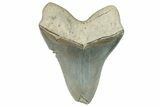 Serrated, Fossil Megalodon Tooth - Aurora, North Carolina #293091-2